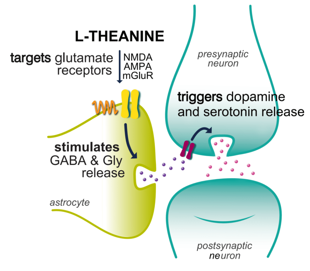 GABA and L-theanine mixture Improves REM Sleep, Antidepressant, and Mood-stabilizing Study Says