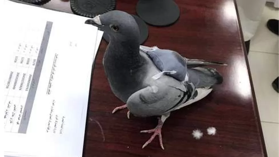 IMAGE SOURCE,AL-RAI Image caption, Customs officials are reported to have been tracking the pigeon before it was caught
