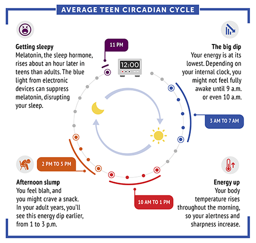 Circadian rhythm cycle of a typical teenager. Credit: NIGMS.