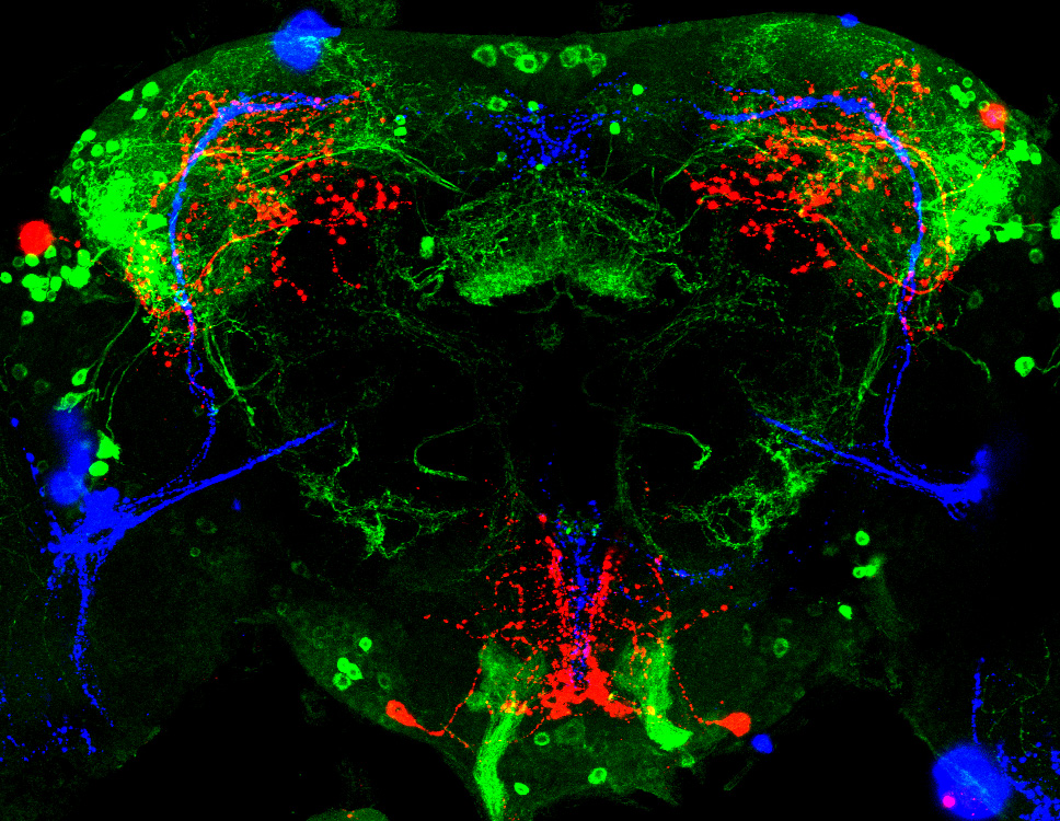 Circadian rhythm neurons in the fruit fly brain. Credit: Matthieu Cavey and Justin Blau, New York University