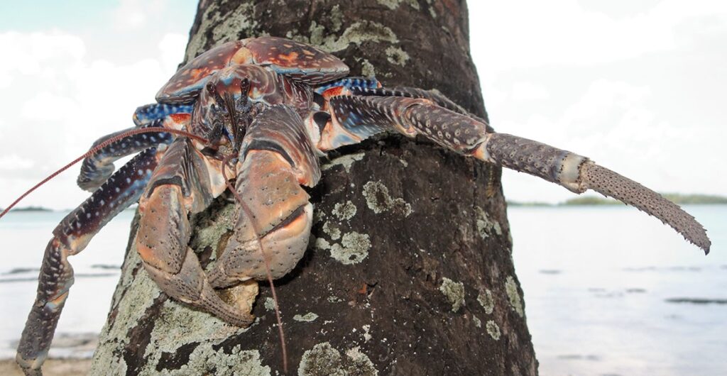 The World’s Largest Land Crab Is Fierce—Coconut Crab Under Threat