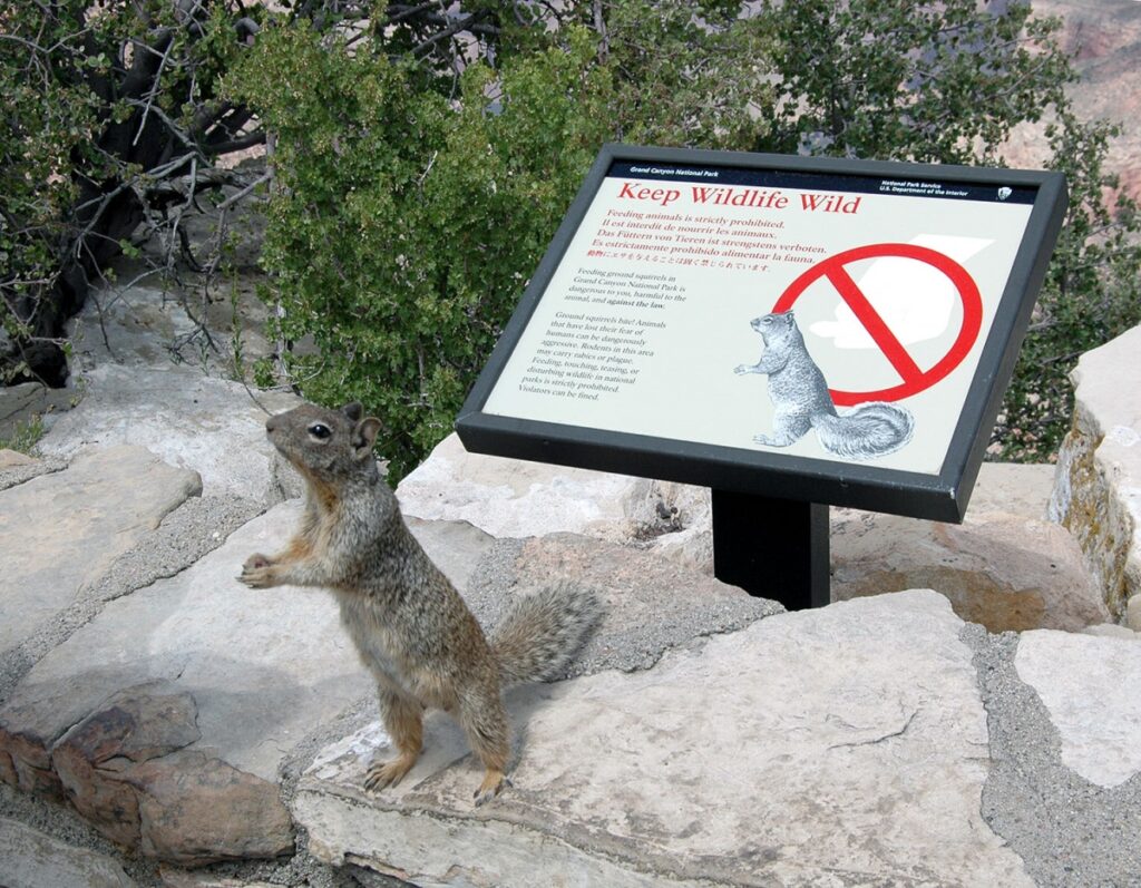 Squirrels that are fed by people become dependent on human food, and may lose their natural fear of humans and their ability to forage for natural foods. Photo by Michael Quinn, National Park Service.
