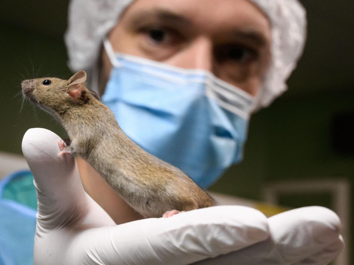 A zootechnician holds a laboratory rat.FABRICE COFFRINI/AFP via Getty Images