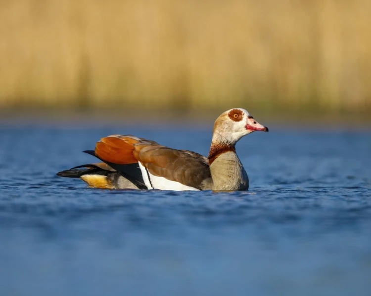 10 Fun Facts About The Egyptian Goose