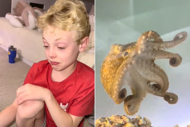 Family Pet Octopus has 50 Babies, father and son take care of them all