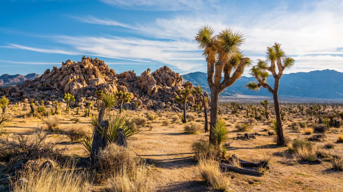 How Amazing is the Joshua Tree Find out!