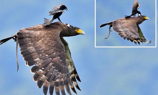 The Eagle and The Crow – The Ignorant Crow vs The Ascending Eagle