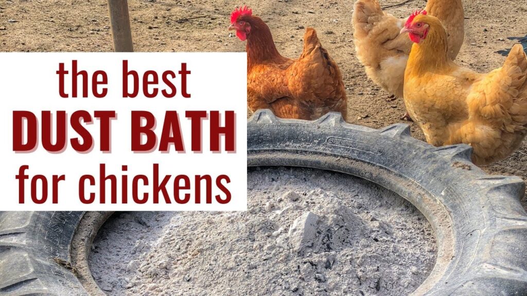 How to Make a Dust Bath for Chickens 