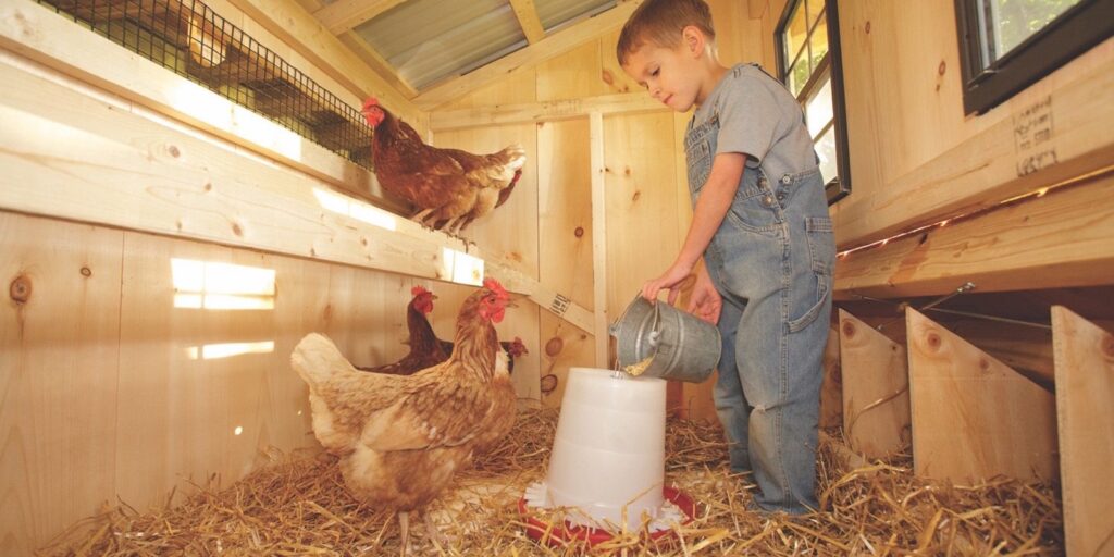 Setting Up a Chicken Coop: 8 Essential Features