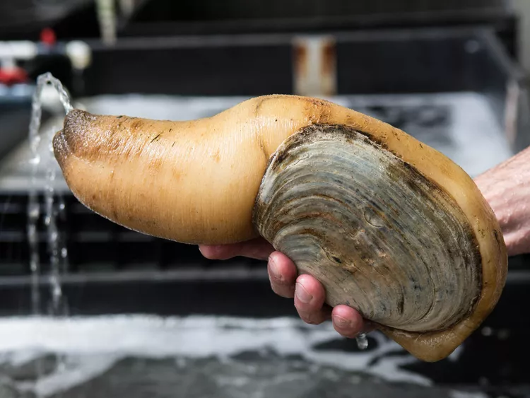 The geoduck is kinda of freaky-looking. . Naomi Tomky except where noted