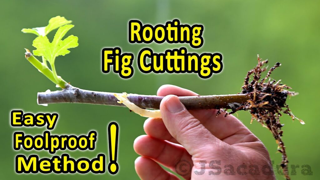 How to clone a Fig Tree You Like – Rooting Fig Cuttings