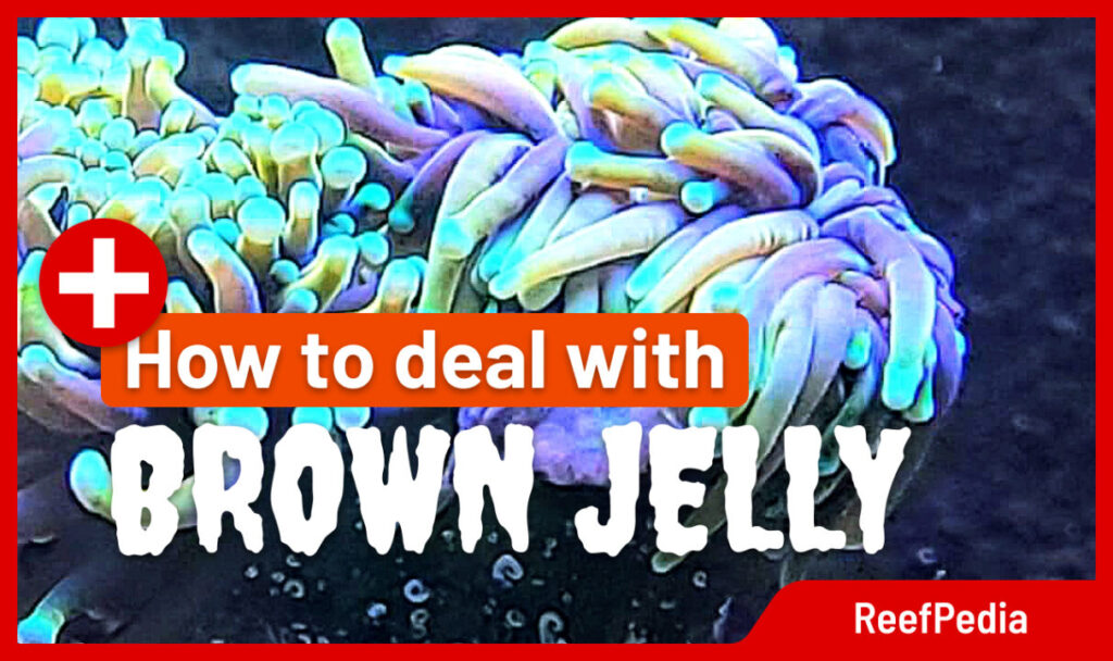 Brown Jelly Disease; What it is and How to Treat it